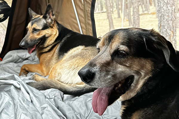 Milly and Marvin inside the tent