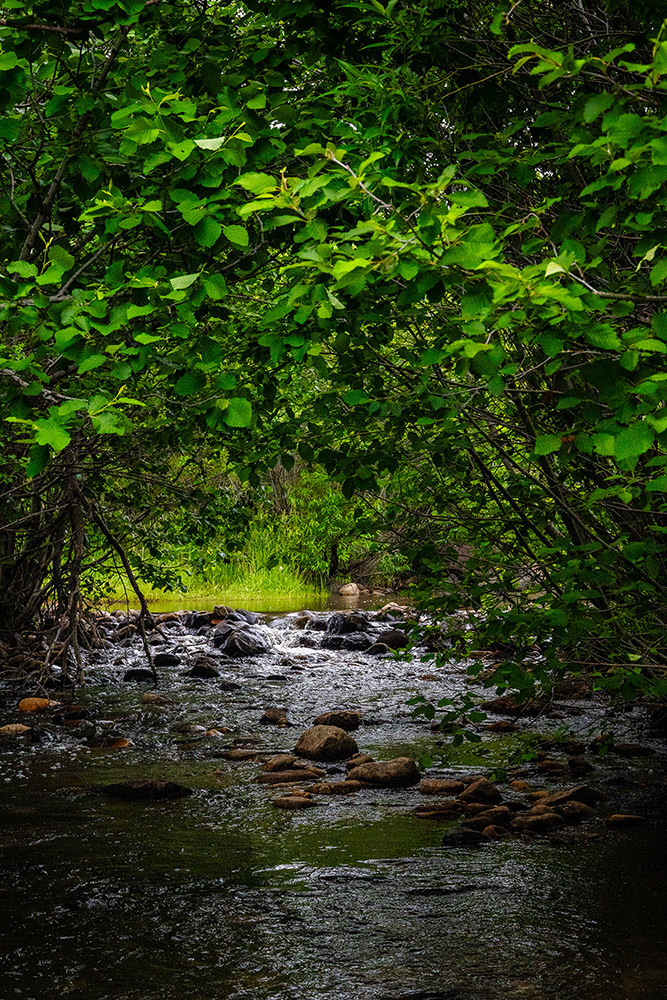 Coyote Creek